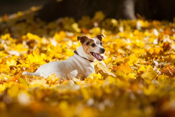 Hermoso gato russell terrier acostado en hojas en otoño —  Fotos de Stock