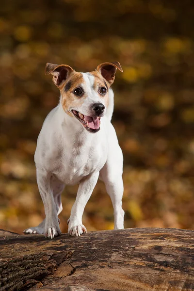 Niesamowite, jack russell terrier w jesień — Zdjęcie stockowe