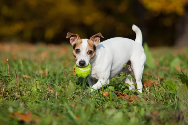 Increíble jack russell terrier corriendo en otoño — Foto de Stock