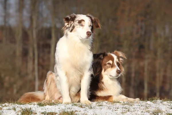 Fantastiska australian shepherds på vintern — Stockfoto