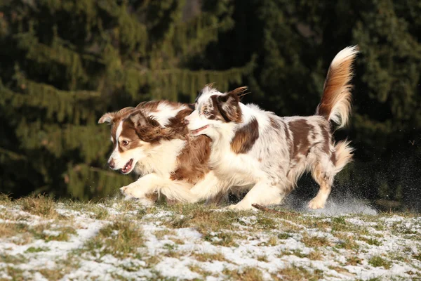 Dos increíbles pastores australianos jugando — Foto de Stock