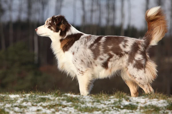 Erstaunlicher australischer Schäferhund im Winter — Stockfoto