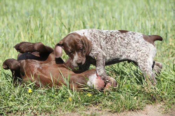 Удивительная сука, играющая со своими щенками — стоковое фото