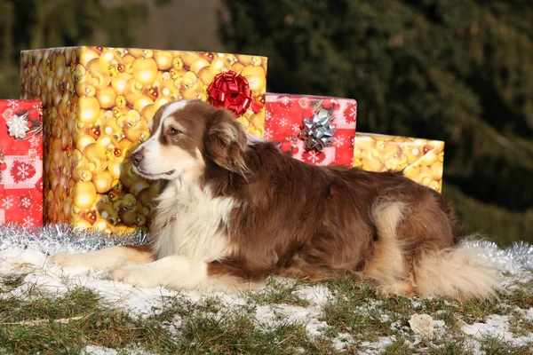 Amazing australian shepherd with christmas gifts — Stock Photo, Image