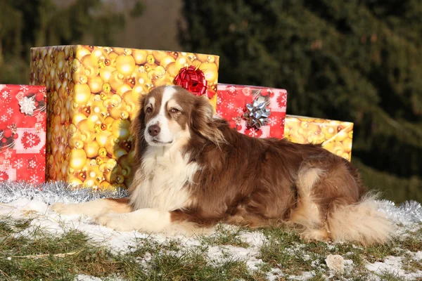 Amazing australian shepherd with christmas gifts — Stock Photo, Image