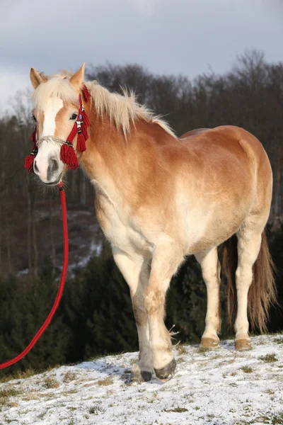 Erstaunlicher Haflinger im Winter — Stockfoto