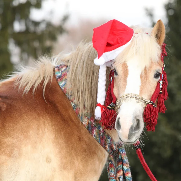 ม้าที่น่าทึ่งกับหมวกคริสต์มาสและของขวัญ — ภาพถ่ายสต็อก