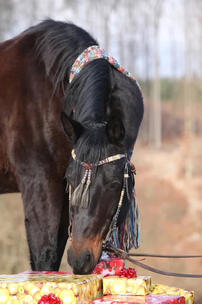 Bonito caballo con bufanda y regalos de Navidad en invierno — Foto de Stock