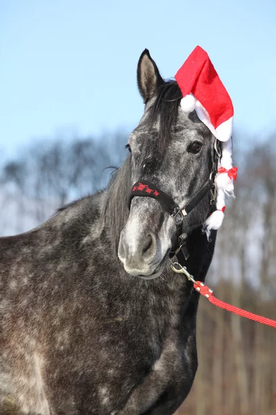 Καταπληκτικό άλογο με καπέλο Χριστουγέννων και δώρα — Φωτογραφία Αρχείου