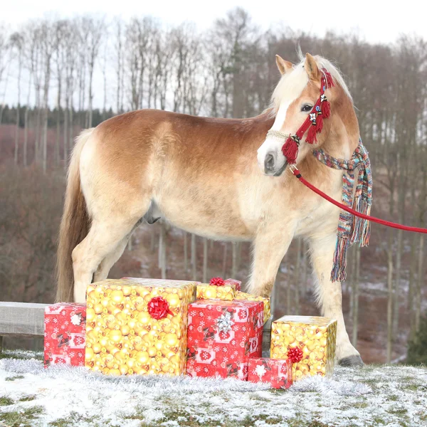 Nice horse with scarf and christmas gifts in winter — Stock Photo, Image