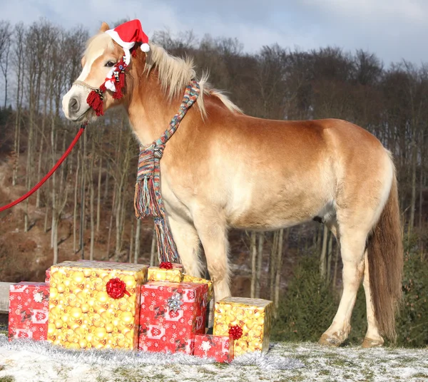 Amazing horse with christmas hat and gifts — Stock Photo, Image