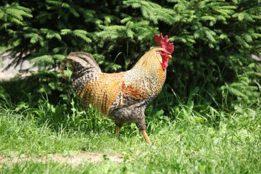 Doğada renkli horoz