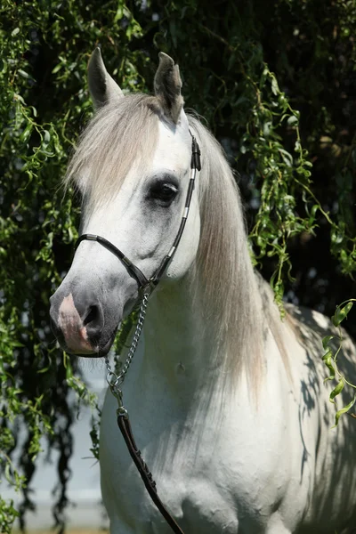 Úžasná bílá Shagya Araba arabský v přírodě — Stock fotografie