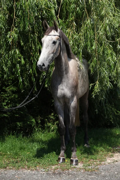 Belo cavalo cinza de pé na natureza — Fotografia de Stock