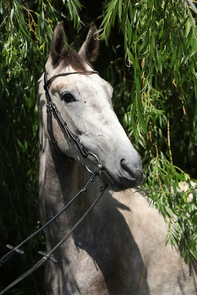 Beautiful grey horse standing in nature — Stock Photo, Image