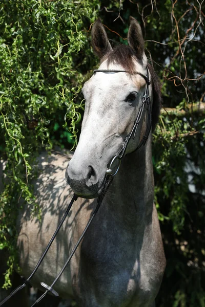 Beautiful grey horse standing in nature — Stock Photo, Image