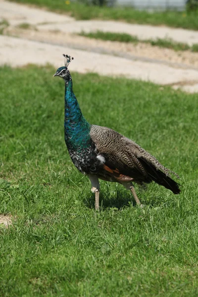 Young peacock moving in the grass — Stock Photo, Image