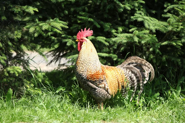 Bunte Hähne in der Natur — Stockfoto