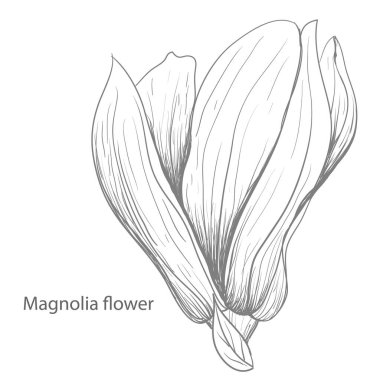 Manolya çiçekleri El çizimi ve çizimi, beyaz arka plan vektör el çizimi çizimi. Arka plan, doku, ambalaj deseni için vektör manolyası..