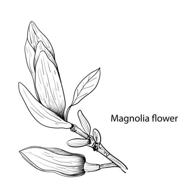 Manolya çiçekleri El çizimi ve çizimi, beyaz arka plan vektör el çizimi çizimi. Arka plan, doku, ambalaj deseni için vektör manolyası..