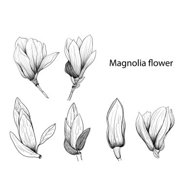 Manolya çiçekleri El çizimi ve çizimi, beyaz arka plan vektör el çizimi çizimi. Arka plan, doku, ambalaj deseni için vektör manolyası..