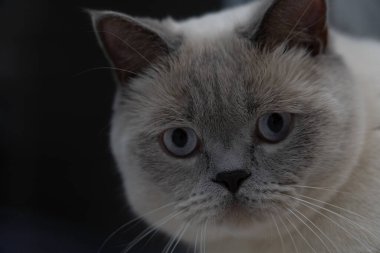 Portre. İskoç beyaz kedisi