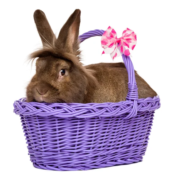 Lindo conejo de Pascua de color chocolate en una cesta púrpura —  Fotos de Stock