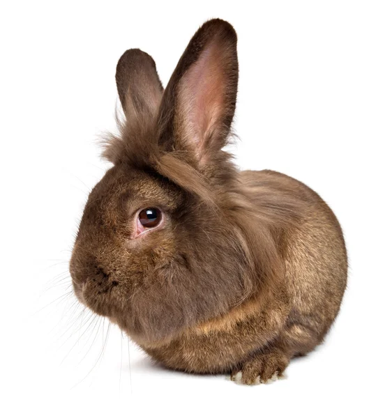 Grappige chocolade gekleurde lionhead konijn liggend — Stockfoto