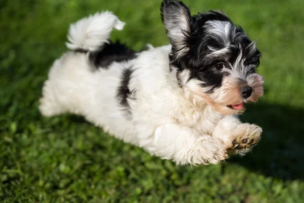 행복 한 havanese 강아지를 실행 하 고 카메라 쪽으로 점프 — 스톡 사진