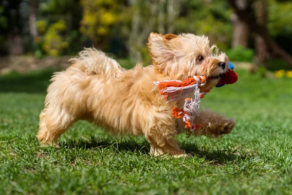 정원에서 그녀의 장난감으로 실행 하는 행복 havanese 강아지 — 스톡 사진