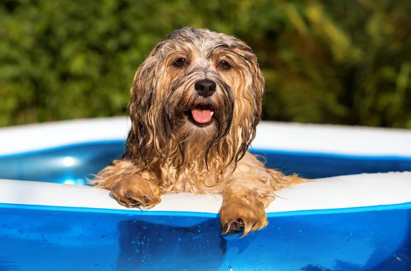 Glücklich havanese Hund ist in einem aufblasbaren Pool — Stockfoto