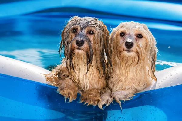 Two cute havanese dog are in an inflatable pool — Stock Photo, Image