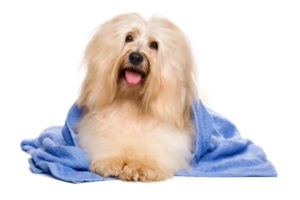 Beautiful reddish havanese dog after bath lying in a blue towel — Stock Photo, Image