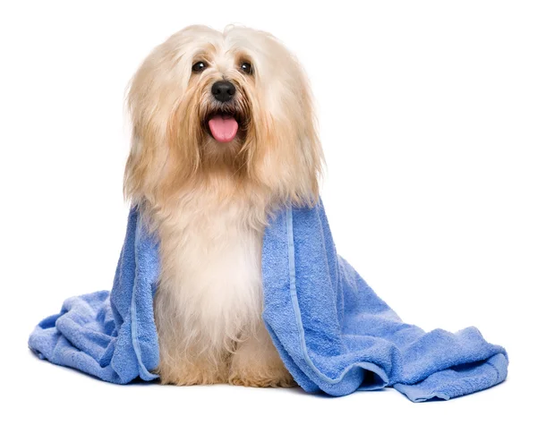 Hermoso perro havanés bañado rojizo envuelto en una toalla azul — Foto de Stock