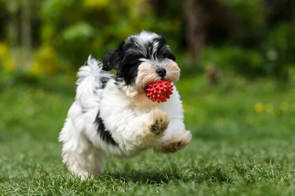 Juguetón havanese cachorro corriendo con su bola — Foto de Stock