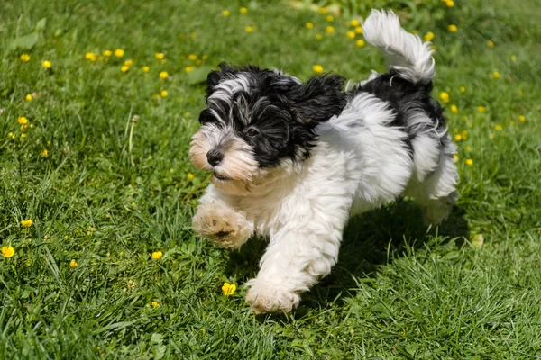 Lindo cachorro havanese corriendo en un jardín con flores de primavera —  Fotos de Stock