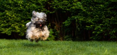 Mutlu havanese köpek çim kameraya doğru çalışan