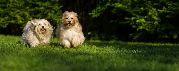 Two happy havanese dog is running towards the camera in the gras — Stock Photo, Image