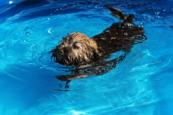 Cute havanese puppy is swimming in a blue outdoor pool — Stock Photo, Image
