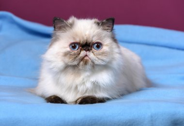 Cute persian tortie colorpoint kitten is lying on a blue bedspread