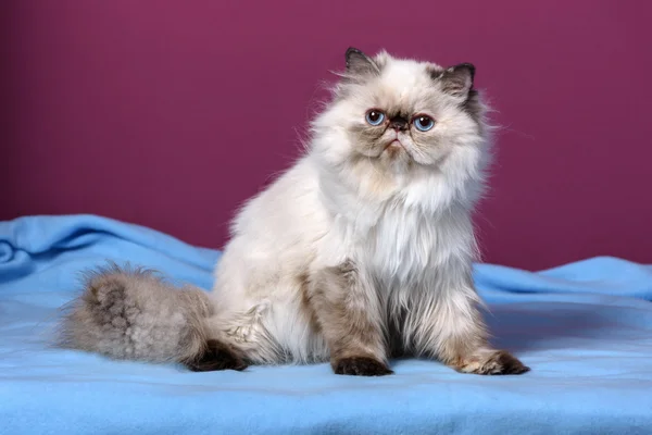 Cute persian tortie colorpoint kitten is sitting on a blue bedsprea — Stockfoto