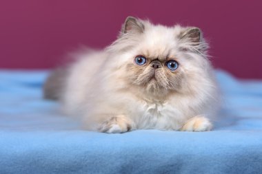 Mavi bir yatak üzerinde sevimli mavi-krem colorpoint Farsça kedi yavrusu