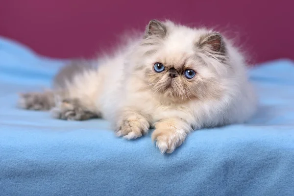 Cute blue-cream colorpoint persian kitten on a blue bed — Stock Photo, Image
