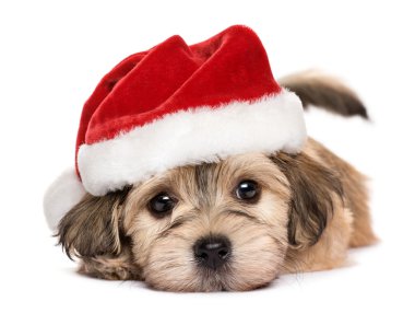Bir şirin yalancı Noel Havanese köpek yavrusu yakın çekim