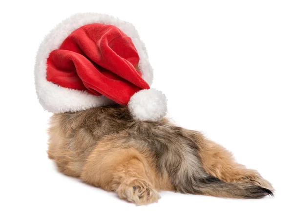 Πίσω όψη του μια αστεία ψέματα Χριστούγεννα Havanese κουτάβι σκυλί — Φωτογραφία Αρχείου