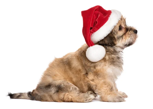 Side view of a cute sitting Christmas Havanese puppy dog — Stock Photo, Image