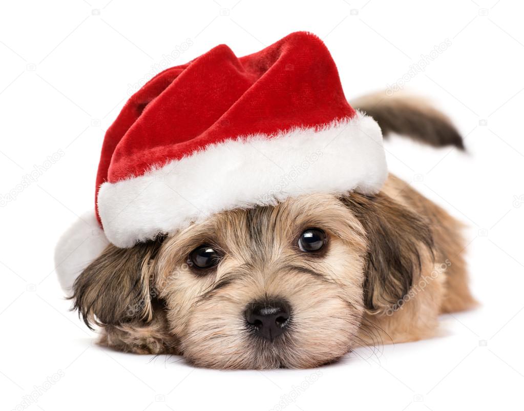 Nahaufnahme von einen netten liegenden Weihnachten Havaneser Welpen
