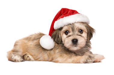 Şirin yalancı Noel Havanese köpek yavrusu