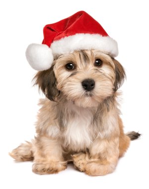 Komik oturma Noel Havanese köpek yavrusu