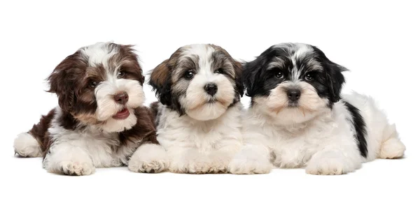Tre simpatici cuccioli di avanese sono distesi uno accanto all'altro — Foto Stock